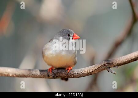 Zebra finch (Taeniopygia guttata), adulte, femme, en attente, Mount Lofty, Australie méridionale, Australie Banque D'Images