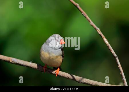 Zebra finch (Taeniopygia guttata), adulte, femme, en attente, Mount Lofty, Australie méridionale, Australie Banque D'Images