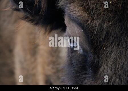 Varsovie. 13 février 2021. Un bison est vu dans la neige au zoo de Varsovie, en Pologne, le 13 février 2021. Credit: Jaap Arriens/Xinhua/Alamy Live News Banque D'Images