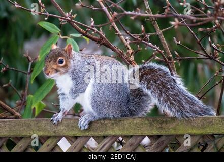 Écureuil gris ( sciurus carolinessis) sur une clôture de jardin, Écosse, Royaume-Uni Banque D'Images