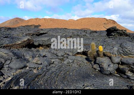 Cactus de lave (Brachycereus nesioticus) dans un champ de lave, baie Sullivan, île de Santiago, Galapagos, Équateur Banque D'Images