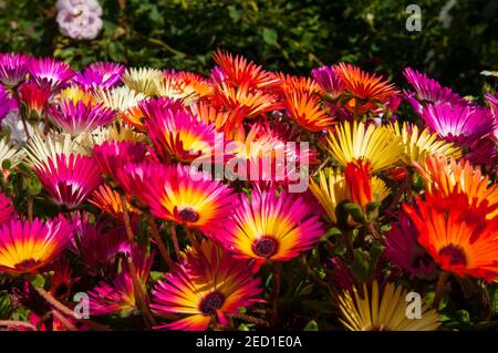 Fleurs colorées dans le jardin botanique d'Akureyri, en été Banque D'Images