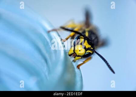 Guêpe allemande (Vespula germanica) sur un pot à miel, Hesse, Allemagne Banque D'Images