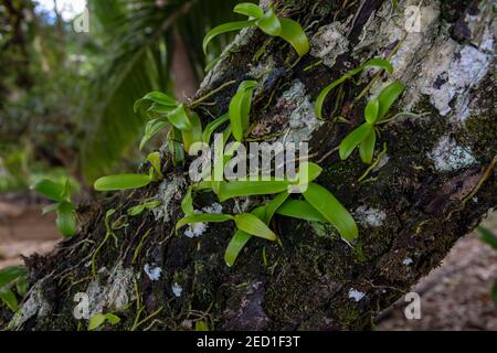 Feuilles d'orchidées sur l'écorce de mousse de l'ancien arbre. Pousses d'orchidées sauvages. Détails de la nature tropicale. Végétation végétale d'orchidée et racines aériennes. Feuilles vertes moussy Banque D'Images