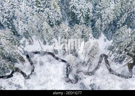 Image de drone, hiver dans la forêt souabe, ruisseau de méandres, forêt mixte, Bade-Wurtemberg, Allemagne Banque D'Images