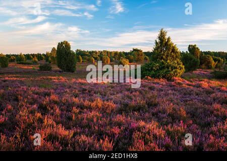 Paysage de bruyère typique avec des fleurs de bruyère et de genévrier dans la dernière lumière du soir, Lueneburger Heide, Basse-Saxe, Allemagne Banque D'Images