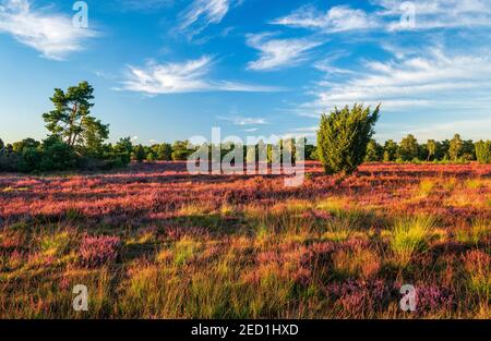 Paysage de bruyère typique avec des fleurs de bruyère et de genévrier dans la dernière lumière du soir, Lueneburger Heide, Basse-Saxe, Allemagne Banque D'Images