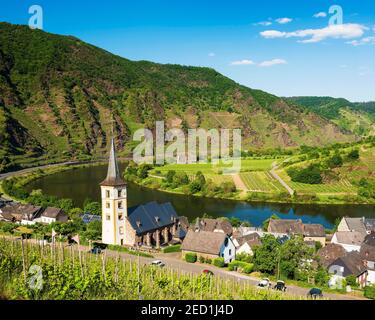 Village viticole de Bremm à la Moselle avec église Saint-Laurentius, à l'arrière le monastère ruine Stuben, Bremmm, Rhénanie-Palatinat, Allemagne Banque D'Images