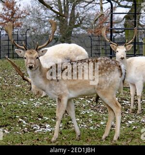 Falow Deer Stags: Être regardé! Alerte cerf-jachère en gardant un œil dehors tout en se nourrissant de neige froide, le jour de l'hiver. Parc de cerfs du Bedfordshire, Angleterre, Royaume-Uni Banque D'Images