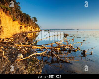 Arbre déraciné sur la falaise de la mer Baltique dans la lumière du soir, île de Poel, Mecklembourg-Poméranie occidentale, Allemagne Banque D'Images