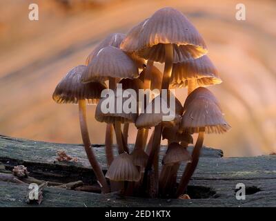 Belle bonnet (Mycena renati), Rhénanie-du-Nord-Westphalie, Allemagne Banque D'Images