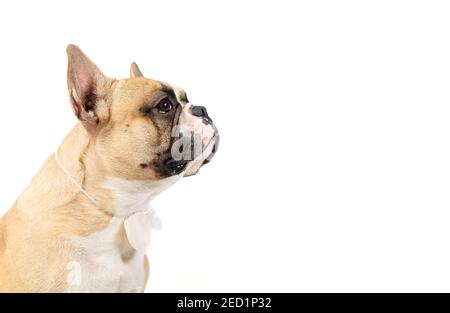 Vue latérale du joli boudogue français porter un noeud papillon blanc isolé sur fond blanc, animaux et concept animal. Banque D'Images