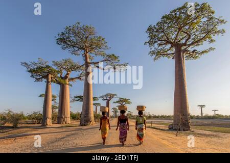 Vue arrière des femelles indigènes non reconnaissables avec paniers sur la tête marche le long de la route de sable avec de grands baobabs poussant sur Madagascar Banque D'Images