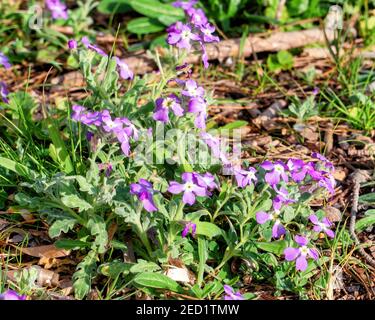 Un beau bouquet de fleurs murales violettes sauvages de la famille Matthiola incana. Photo parfaite pour la flore et les fleurs méditerranéennes. Banque D'Images