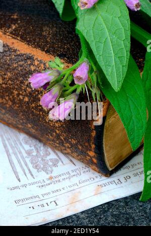 Comfrey ( Symphytum officinale) sur l'ancien livre Banque D'Images