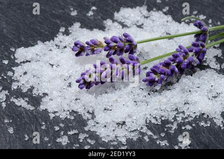 Fleurs de sel de mer et de lavande, sel, lavande, additif de bain Banque D'Images