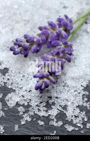 Fleurs de sel de mer et de lavande, sel, lavande, additif de bain Banque D'Images