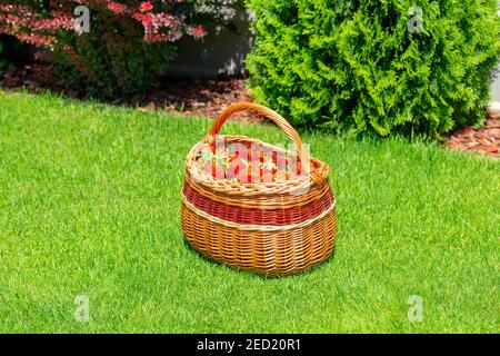 Panier en osier rempli de fraises de jardin mûres sur de l'herbe verte. Fraisier frais produit maison dans un panier, Banque D'Images