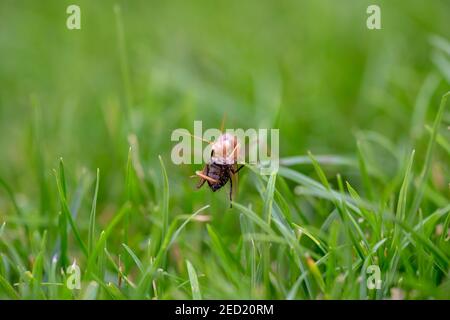 Mante brune de prière mangeant une mouche dans l'herbe. Mantis européens debout sur l'herbe verte manger instect. Banque D'Images