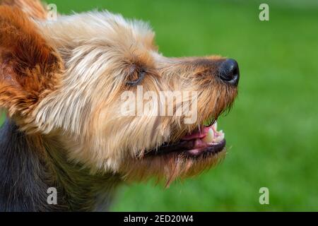 Gros plan d'une adorable tête de chien Terrier soyeux d'Australie. Banque D'Images