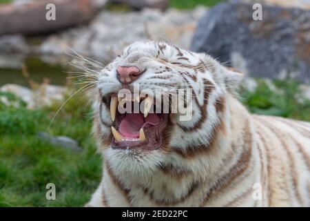 Le tigre blanc en colère ou blanchi gronde et montre des fangs dans la bouche ouverte - rouvent tigre en colère. Tigre du Bengale en colère. Banque D'Images