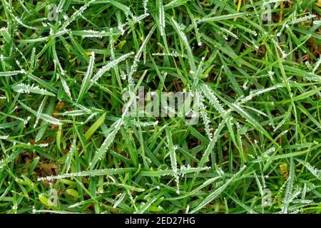 Pelouse de hauteur moyenne avec revêtement de glace. Garez la texture de la pelouse avec des gouttes d'eau congelées fragiles. Herbe jaune verte avec glaçage. Vue de dessus, vue de dessus. Grass-plot Banque D'Images