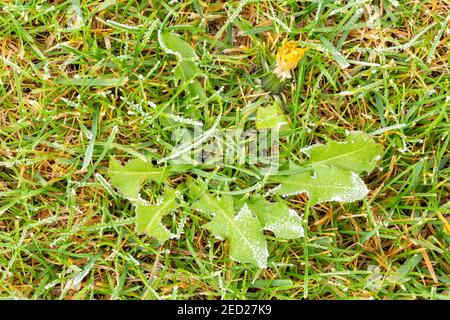 Pelouse avec pissenlit gelé et revêtement de glace. Texture de la pelouse avec des gouttes d'eau congelées fragiles. Herbe jaune verte avec glaçage. Vue de dessus, vue de dessus. Gras Banque D'Images