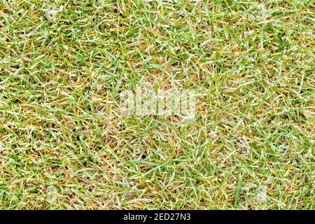 Pelouse de hauteur moyenne avec revêtement de glace. Garez la texture de la pelouse avec des gouttes d'eau congelées fragiles. Herbe jaune verte avec glaçage. Vue de dessus, vue de dessus. Grass-plot Banque D'Images