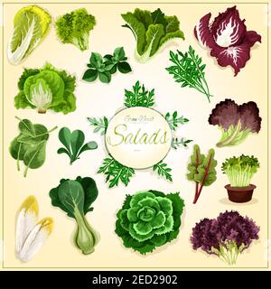 Affiche de feuilles de salade et légumes verts avec laitue fraîche saine, chou chinois, épinards et bok choy, salade de cresson, laitue iceberg et arugula, ch Illustration de Vecteur