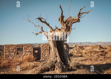 Vieux Olvien mort arbre dans le jeu de film de la Tabernas Desert Paysage Almeria Espagne Banque D'Images