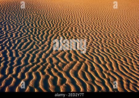 Dunes au coucher du soleil, Monahans Sandhills State Park, Désert de Chihuahuan, Texas, États-Unis Banque D'Images