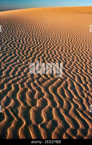 Dunes au coucher du soleil, Monahans Sandhills State Park, Désert de Chihuahuan, Texas, États-Unis Banque D'Images