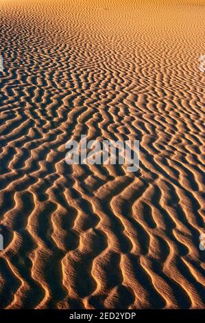 Dunes au coucher du soleil, Monahans Sandhills State Park, Désert de Chihuahuan, Texas, États-Unis Banque D'Images