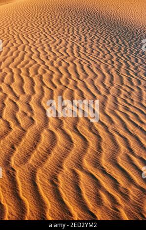 Dunes au coucher du soleil, Monahans Sandhills State Park, Désert de Chihuahuan, Texas, États-Unis Banque D'Images