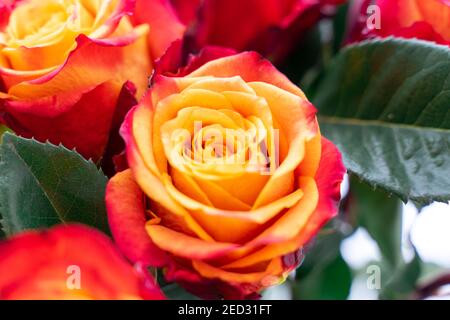 Arrière-plans roses rouges romantiques, fête des mères, invitation à un mariage, carte de voeux, cartes d'anniversaire Banque D'Images