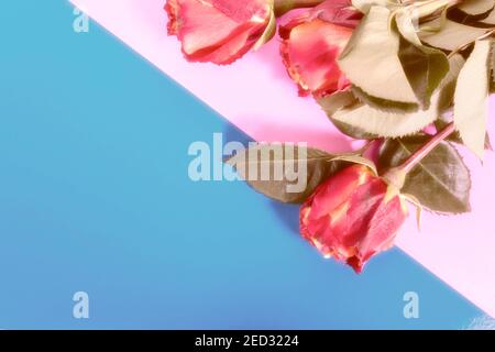 arrangement de fleurs roses teintées et floues sur fond gris et rose avec espace de copie. mise au point sélective, faible contraste Banque D'Images
