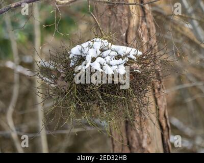 Neige a couvert l'arbre infecté de Broom de Witch Banque D'Images