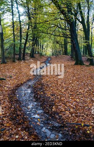 Wentwood Forest, Gsent Sud-est du pays de Galles, automne Banque D'Images