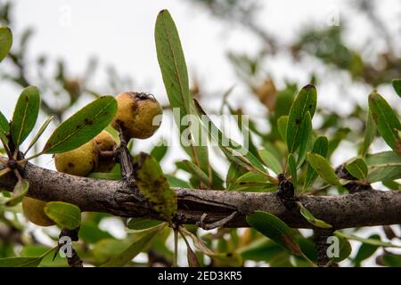 poires aux feuilles d'amande fruit poussant sur un arbre dans un jardin de verger. Banque D'Images