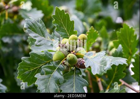 Plusieurs glands accrochés sur un arbre en gros plan Banque D'Images