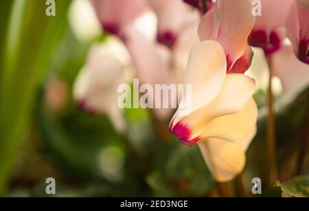 gros plan des pétales de cyclamen délicats Banque D'Images