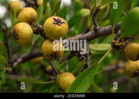 poires aux feuilles d'amande fruit poussant sur un arbre dans un jardin de verger. Banque D'Images