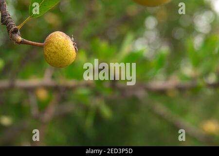 poires aux feuilles d'amande fruit poussant sur un arbre dans un jardin de verger. Banque D'Images