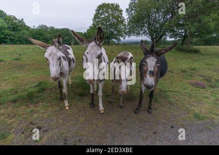 Portrait d'un groupe de quatre ânes debout sur un pâturage vert avec des arbres en arrière-plan, Weinfelder Maar, Allemagne Banque D'Images