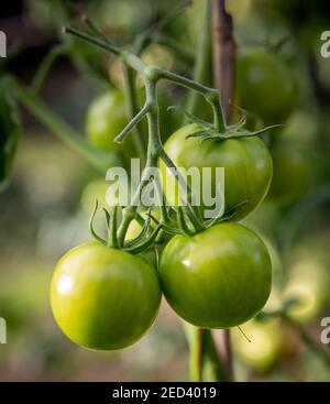 Une récolte de tomates vertes mûrissant sur le Vine. Yorkshire, Angleterre, Royaume-Uni Banque D'Images