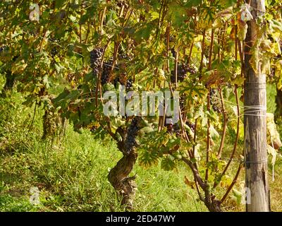 Nebbiolo raisin sur la vigne à Dogliani, Langhe, Italie Banque D'Images