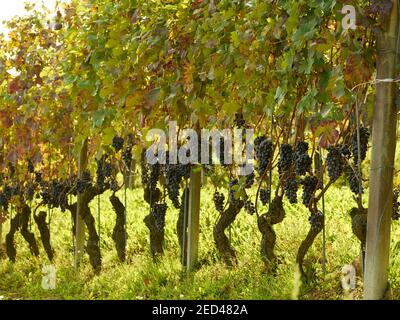 Nebbiolo raisin sur la vigne à Dogliani, Langhe, Italie Banque D'Images