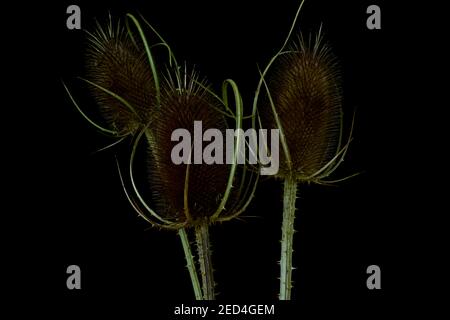 Fleurs sur fond noir. Inflorescence sèche à thé sauvage (Dipsacus fullonum). Banque D'Images