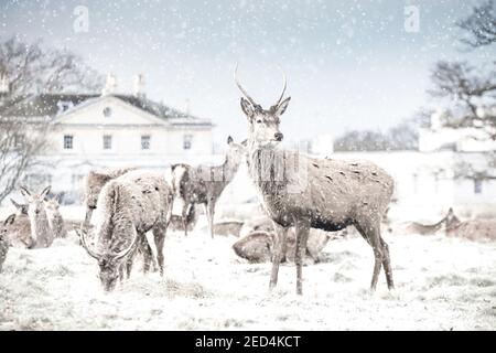 Les cerfs se rassemblent dans la neige à l'extérieur de White Lodge à Richmond Stationnement Banque D'Images