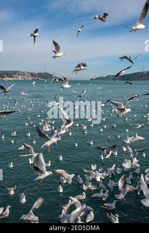 Le détroit du Bosphore, Istanbul, Turquie Banque D'Images